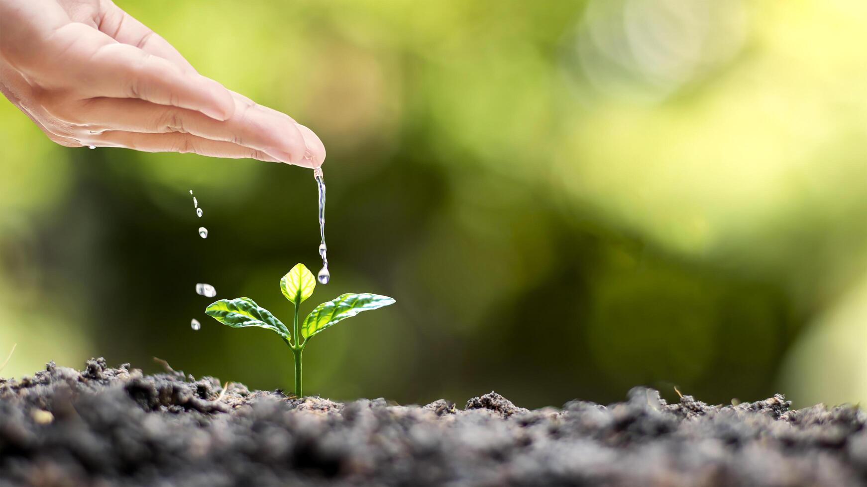 arrosage à la main des plantes poussant sur un sol de bonne qualité soins naturels des plantes et idées de plantation photo