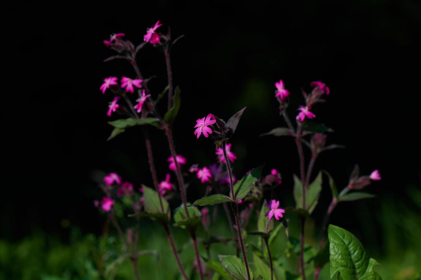 Silene dioica fleurs au printemps avec fond sombre photo