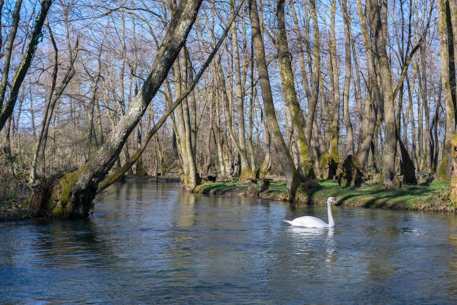 cygne blanc nageant sur le lac au parc photo