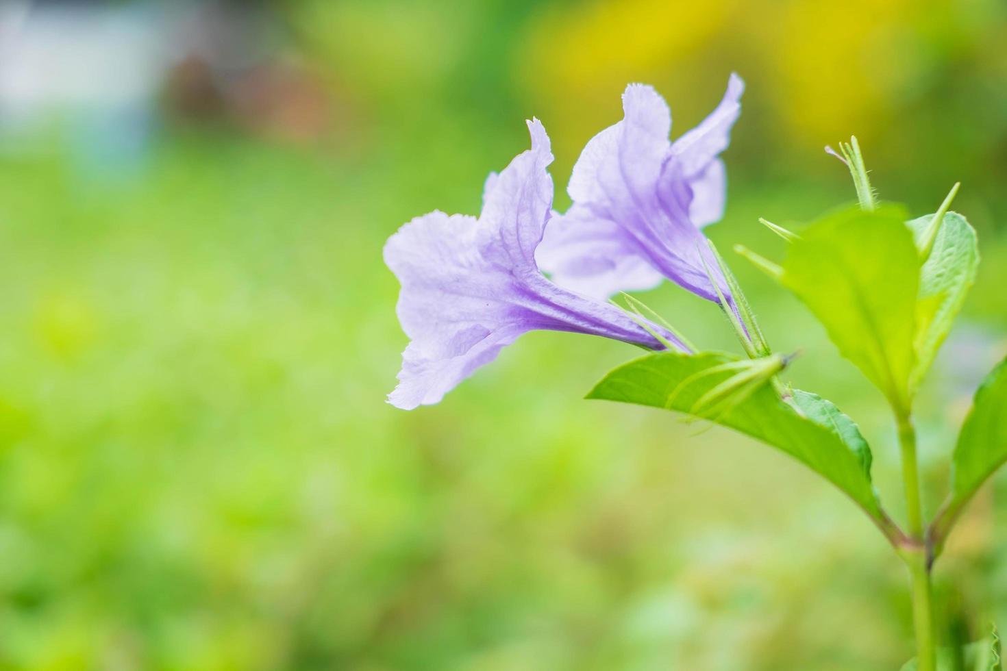 fond de fleurs de ruellia tuberosa photo