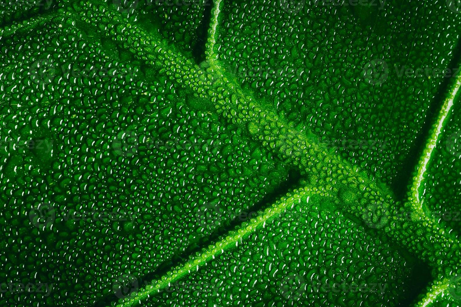 macro de feuille verte avec des gouttes d'eau photo