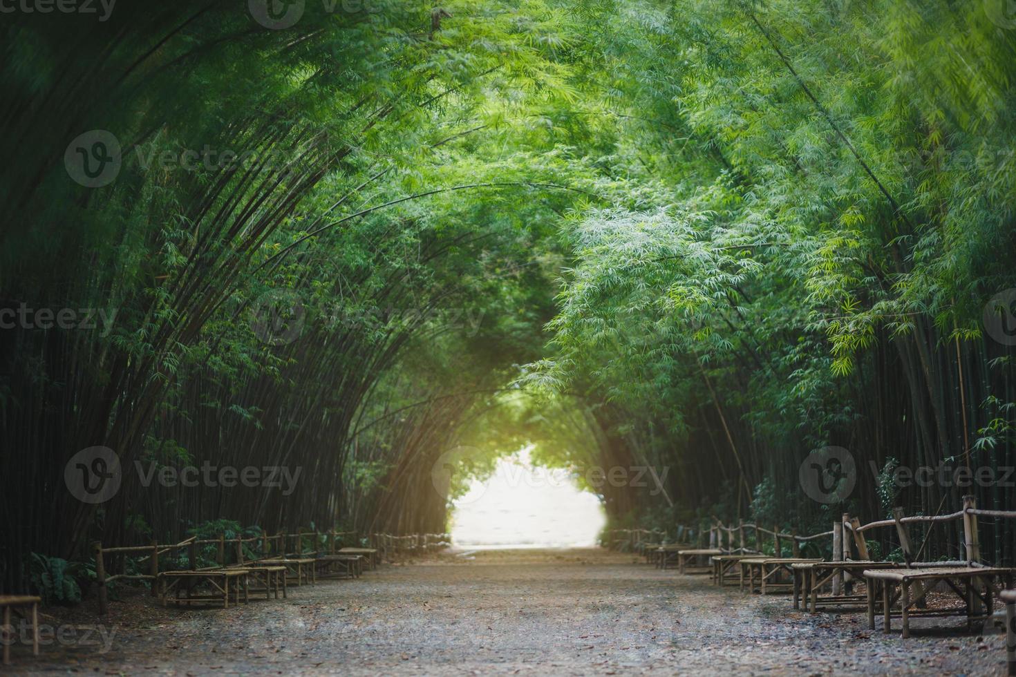 fond de tunnel de bambou photo