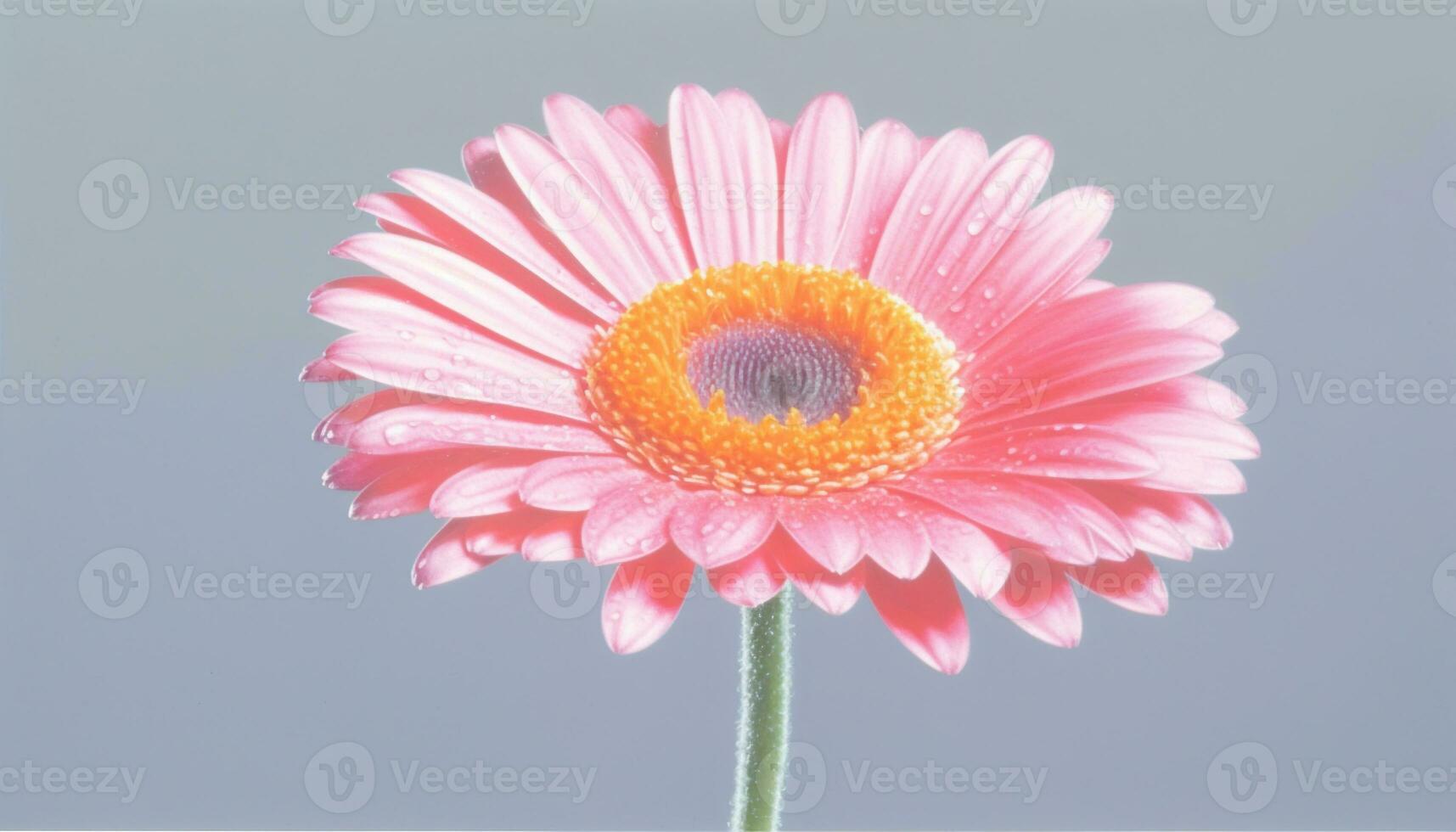 vibrant gerbera Marguerite, une cadeau de la nature beauté dans été généré par ai photo