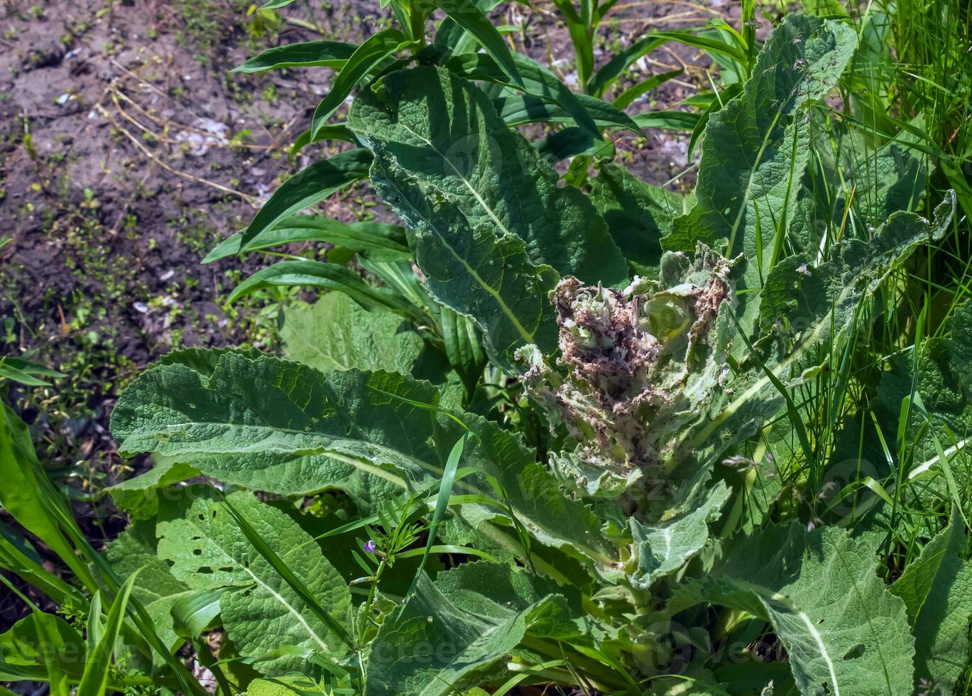 verbascum thapsus, le génial mullein ou plus grand mullein. le plante est avoir prêt à fleur. photo