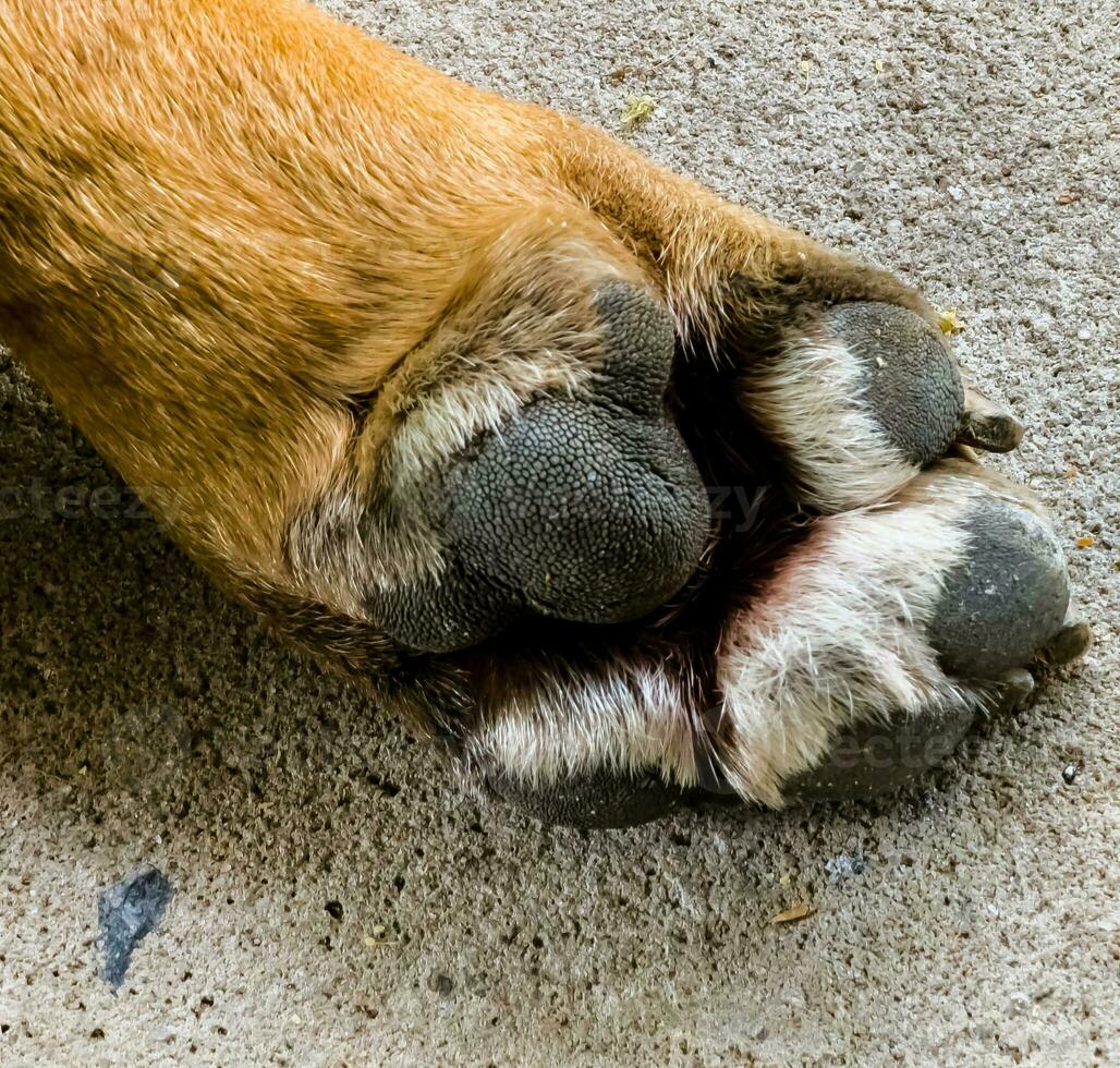 fermer de une patte de une en bonne santé français bouledogue avec ordinaire longue clous. contenu pour vétérinaire cliniques. photo