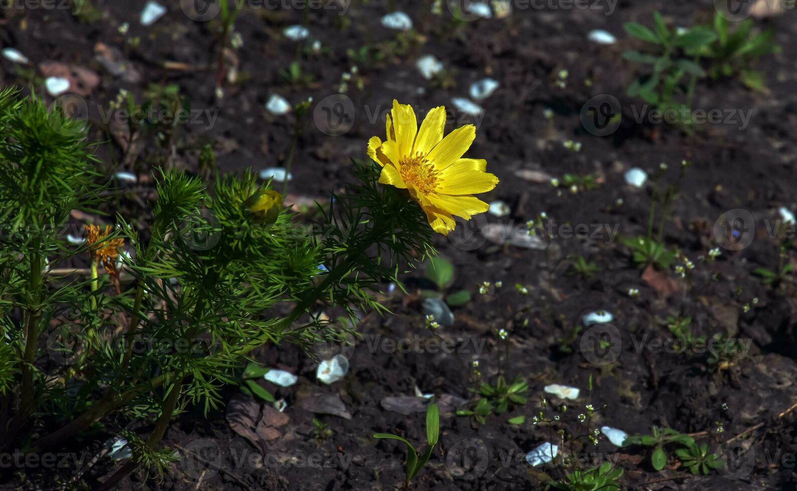 faisan œil, ou Jaune faisan œil dans Latin Adonis vernalis l. fleurit dans le printemps jardin. photo