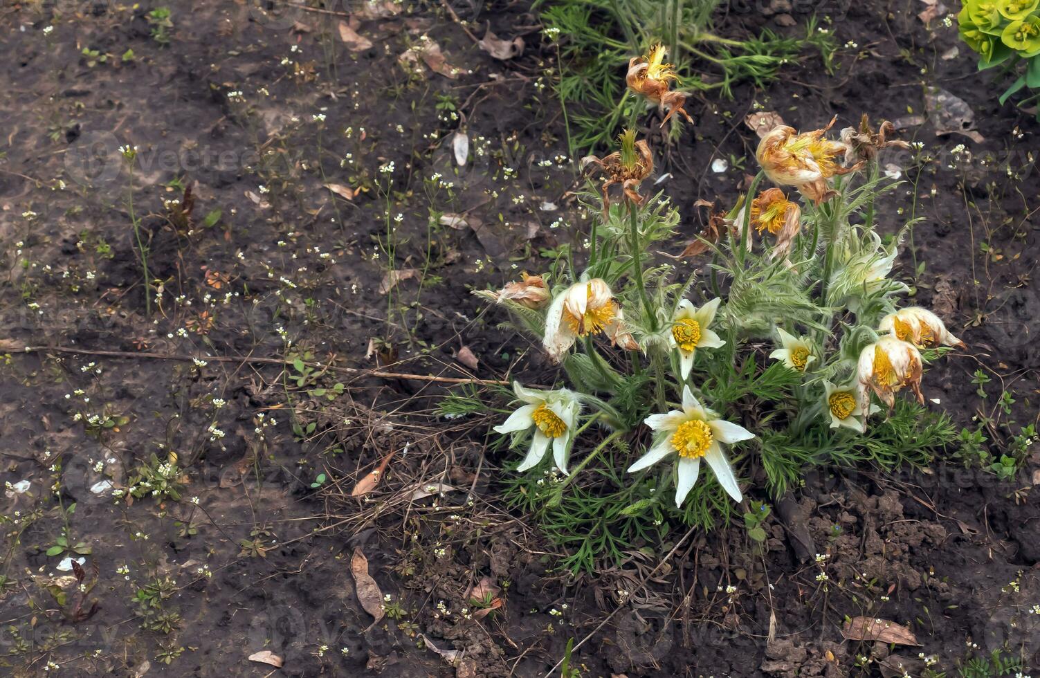 magnifique pulsatille vulgaris dans le jardin dans printemps. pulsatille vulgaire, anémone pulsatille, est une espèce de floraison plante qui appartiennent à le renoncule famille, renonculacées. photo