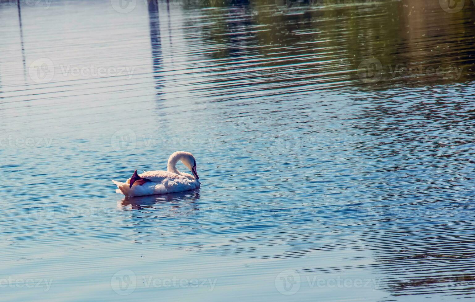 chanteur cygne, cygnus cygne. solitaire oiseau sur le l'eau. une sauvage cygne nage sur le surface de le rivière. photo