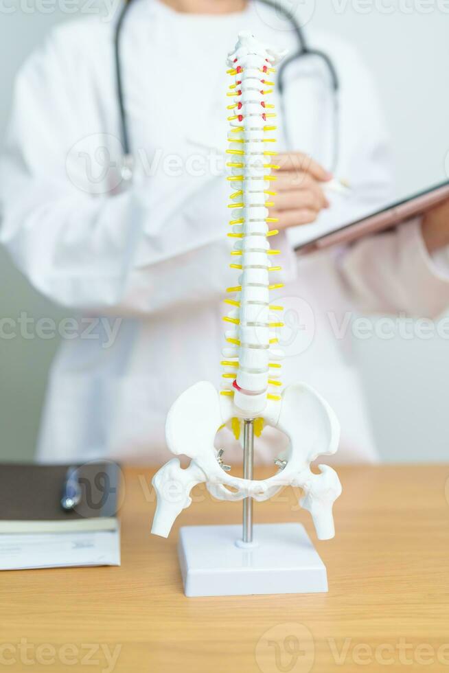 médecin avec Humain colonne vertébrale anatomie modèle. spinal corde désordre et maladie, retour douleur, lombaire, sacré bassin, cervical cou, thoracique, coccyx, orthopédiste, chiropratique, Bureau syndrome et santé photo