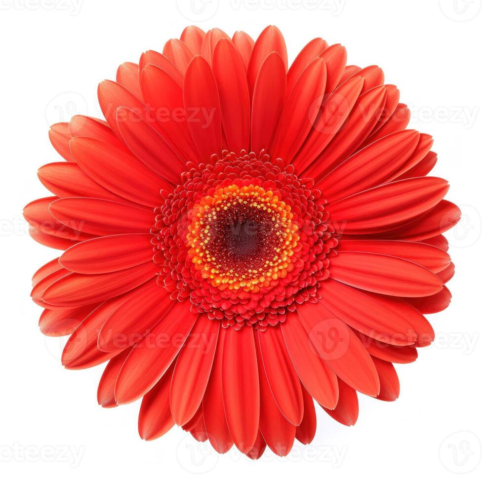 gerbera fleur isolé. illustration ai génératif photo