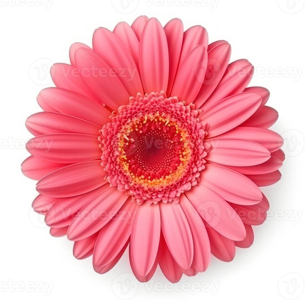 gerbera fleur isolé. illustration ai génératif photo