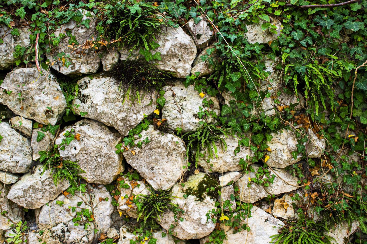 mur de lierre et pierres photo