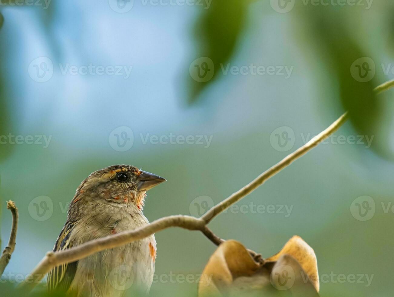 les Seychelles fourré oiseau à l'intérieur le noir perle arbre, brouiller arrière-plan, mahe les Seychelles photo