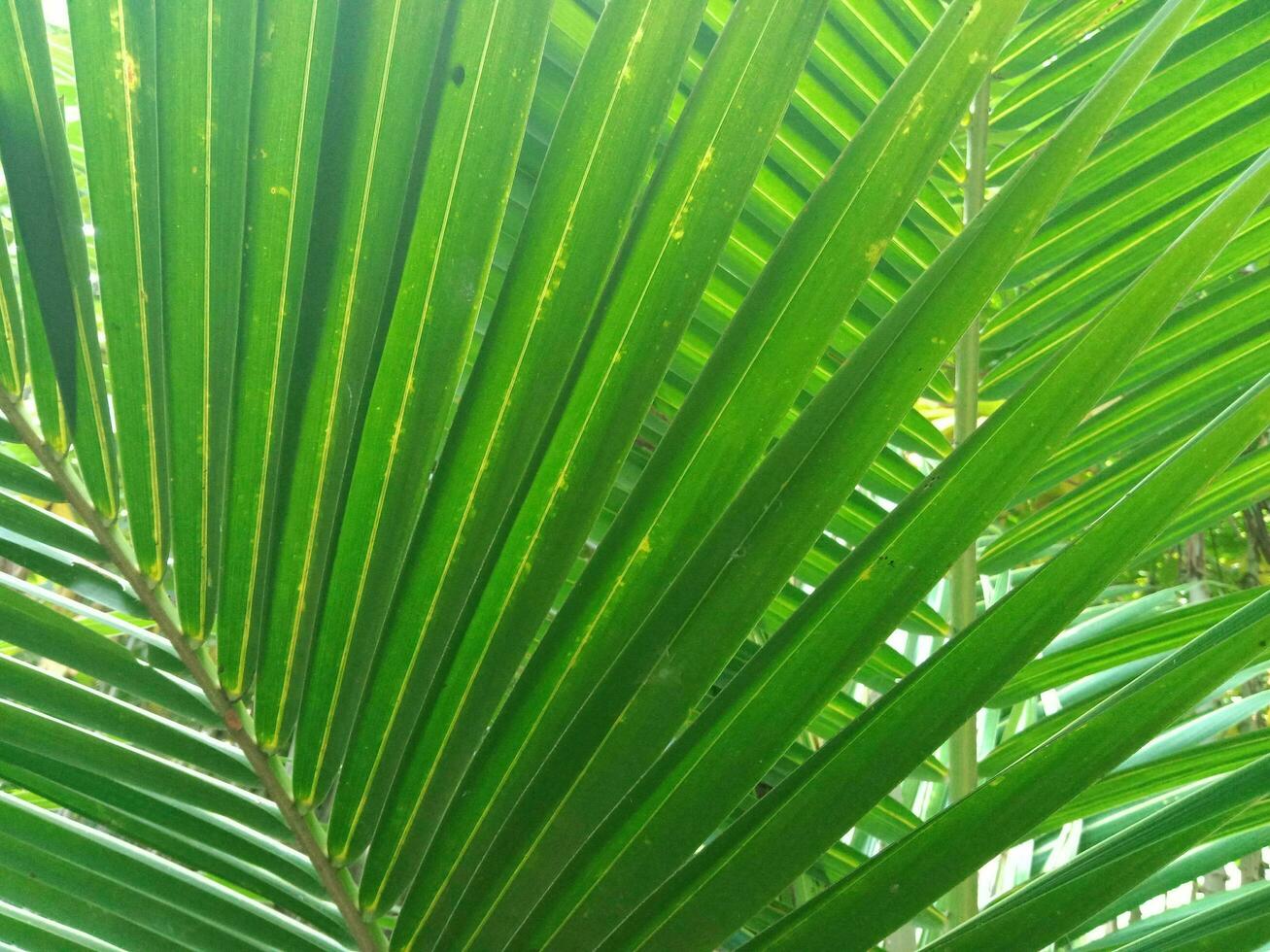 Naturel et impressionnant vert noix de coco feuille Contexte. photo