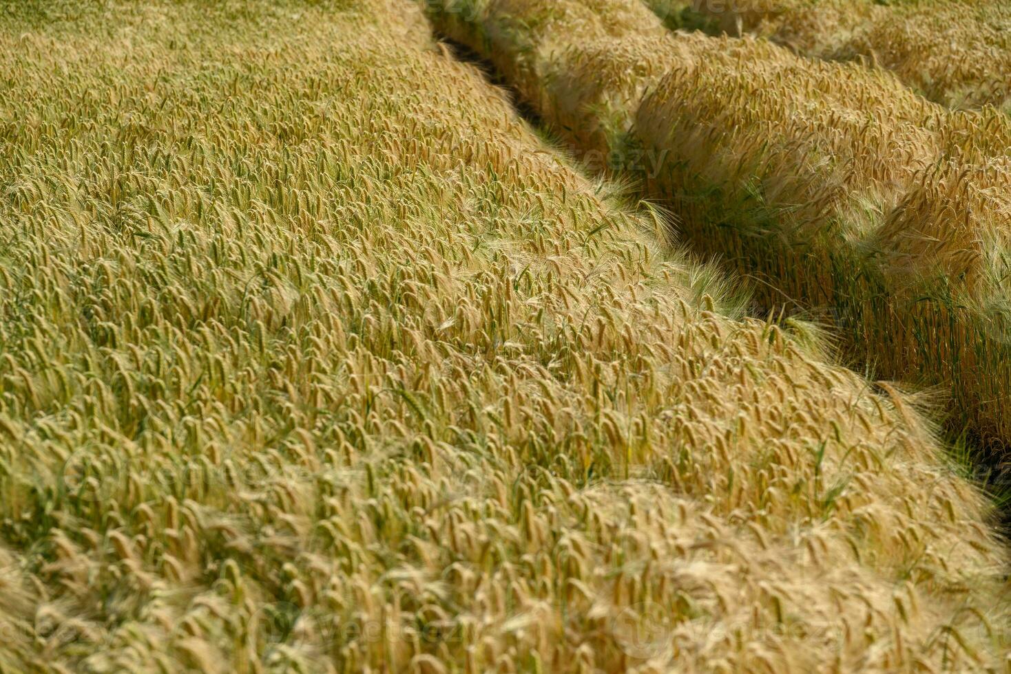 blé dans Allemagne photo