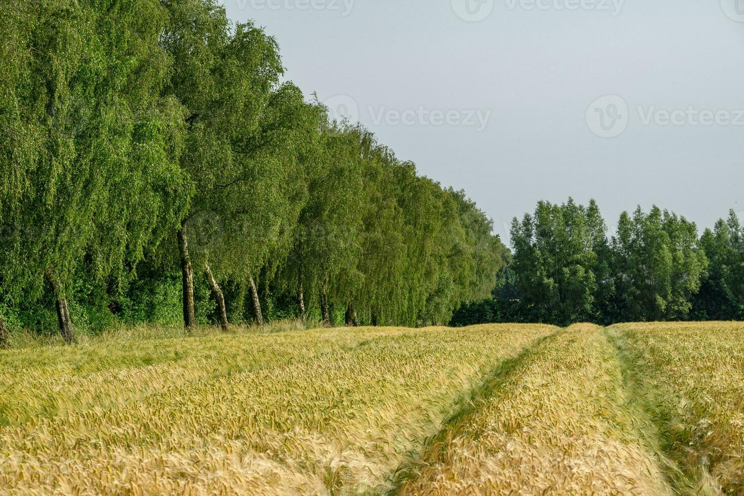 le village de weseke en allemagne photo