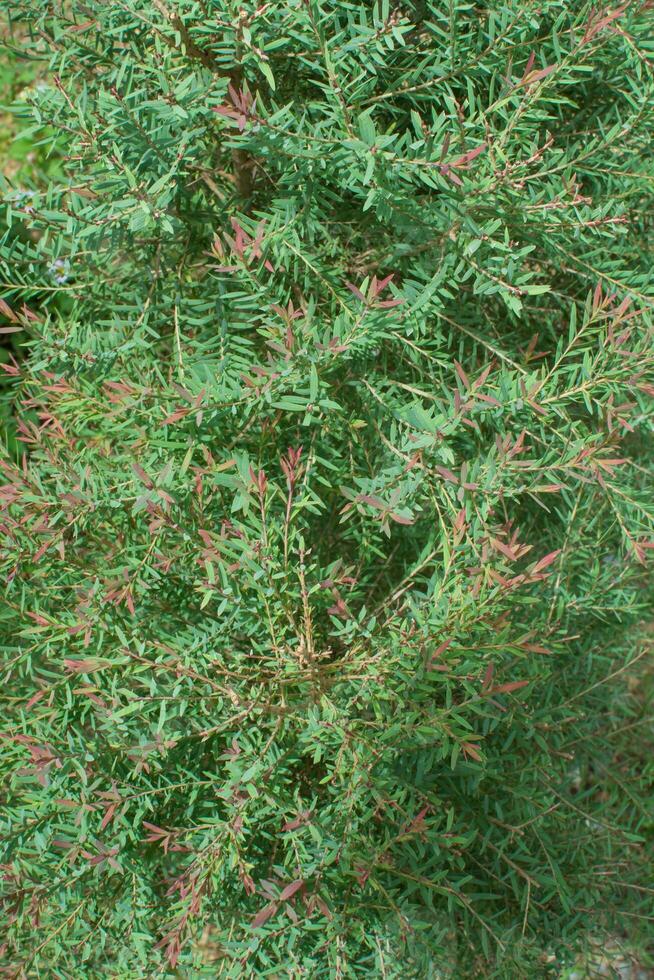 pin arbre avec rouge feuille sur Haut photo