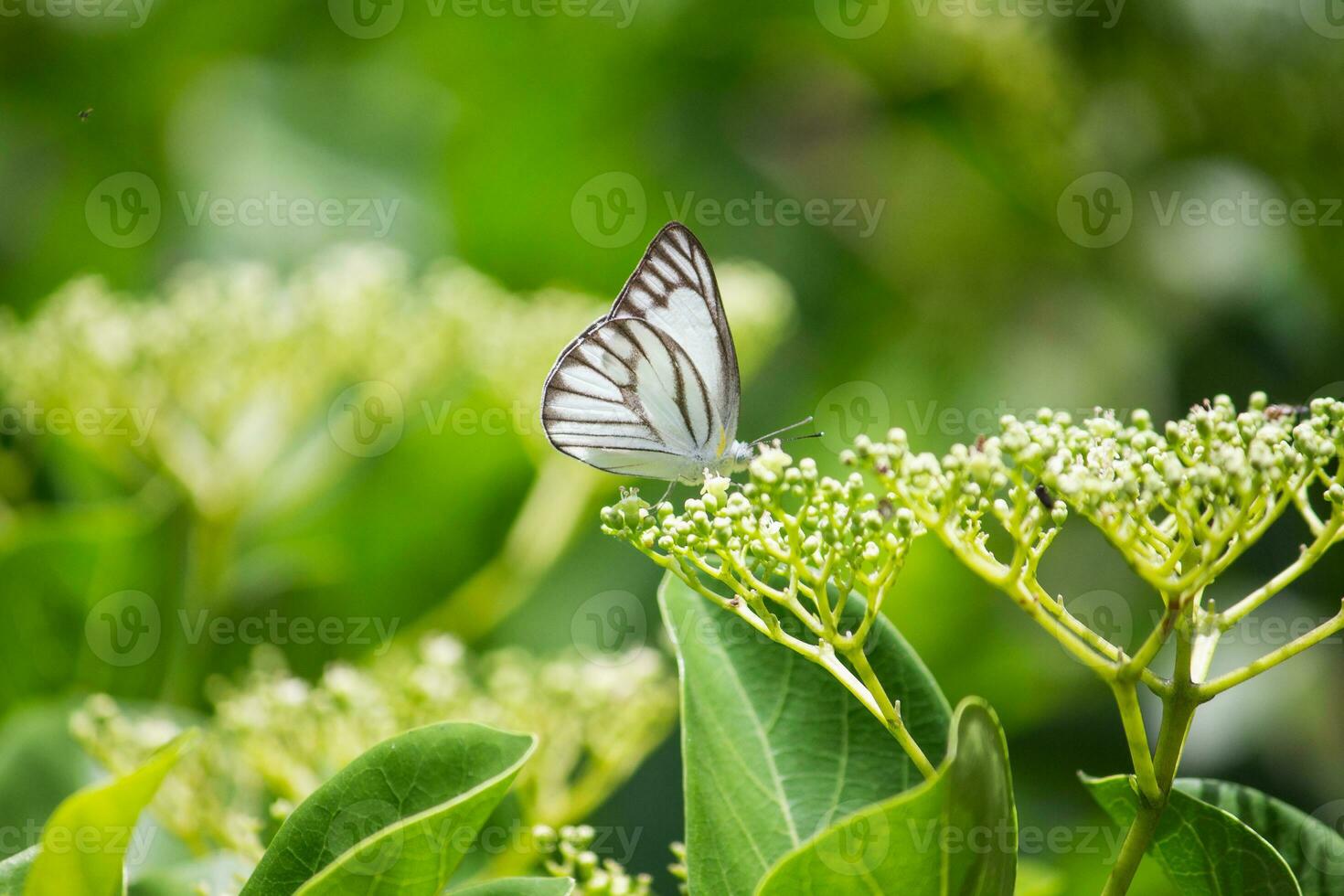 papillon séance sur fleur ou vert feuille photo