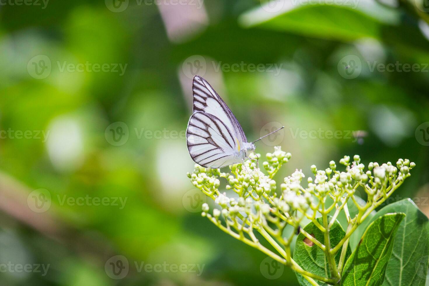 papillon séance sur fleur ou vert feuille photo