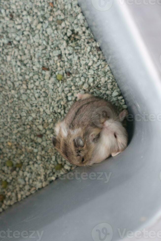 adorable visages de peu mignonne coloré hamsters photo