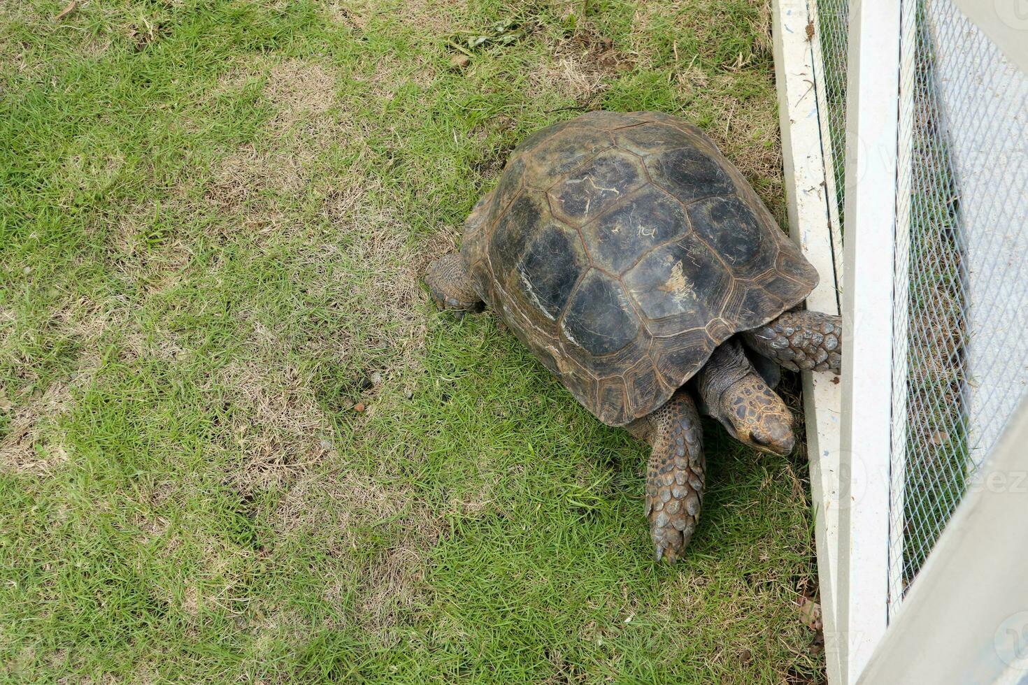 une tortue avec isolé vert herbe Contexte photo