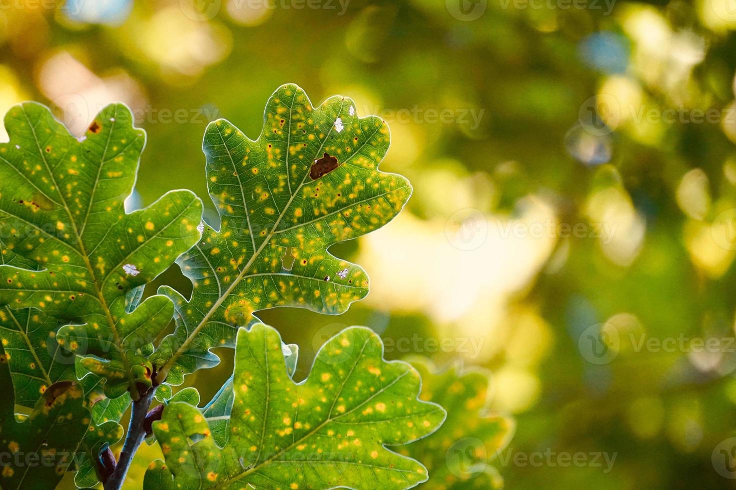 les feuilles des arbres verts au printemps photo