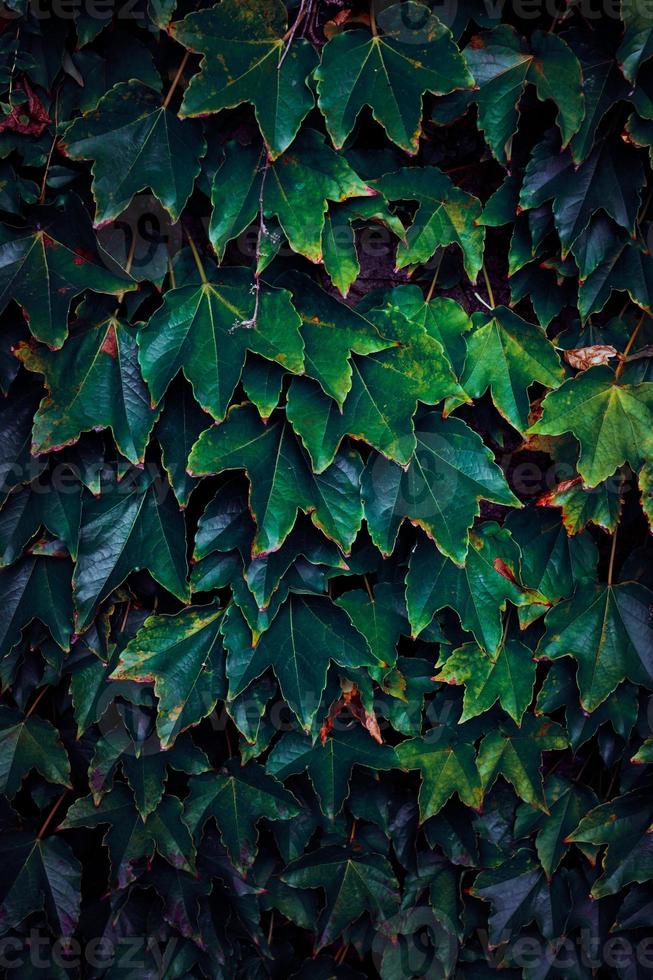 feuilles de plantes vertes au printemps photo