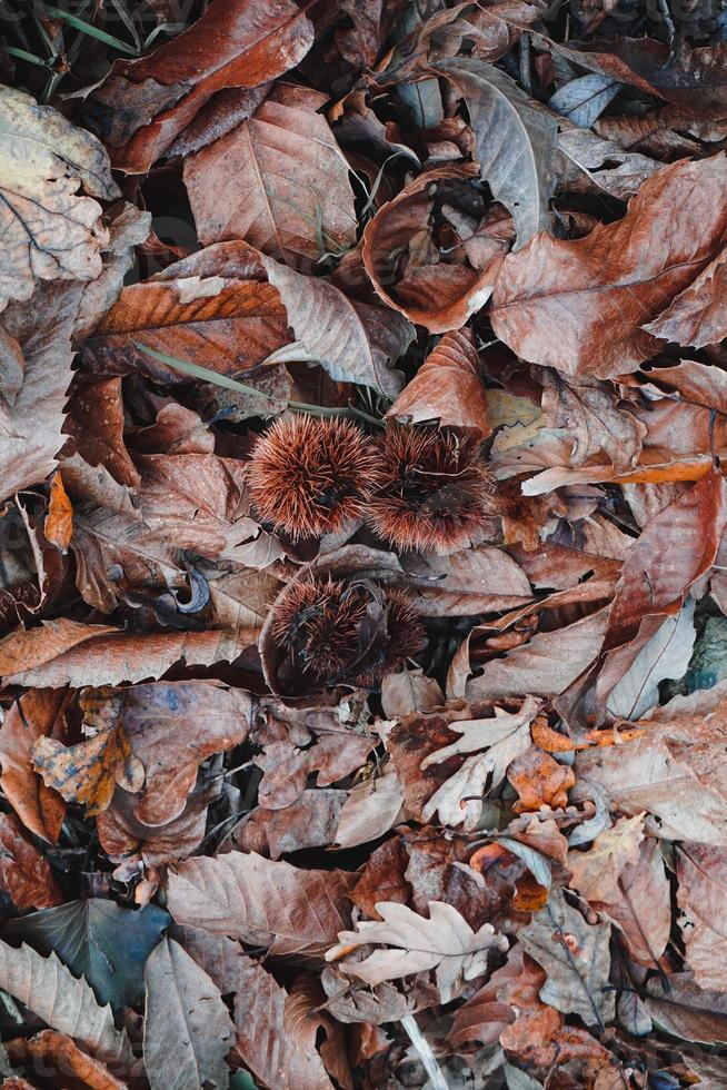 feuilles sèches brunes au sol en automne photo