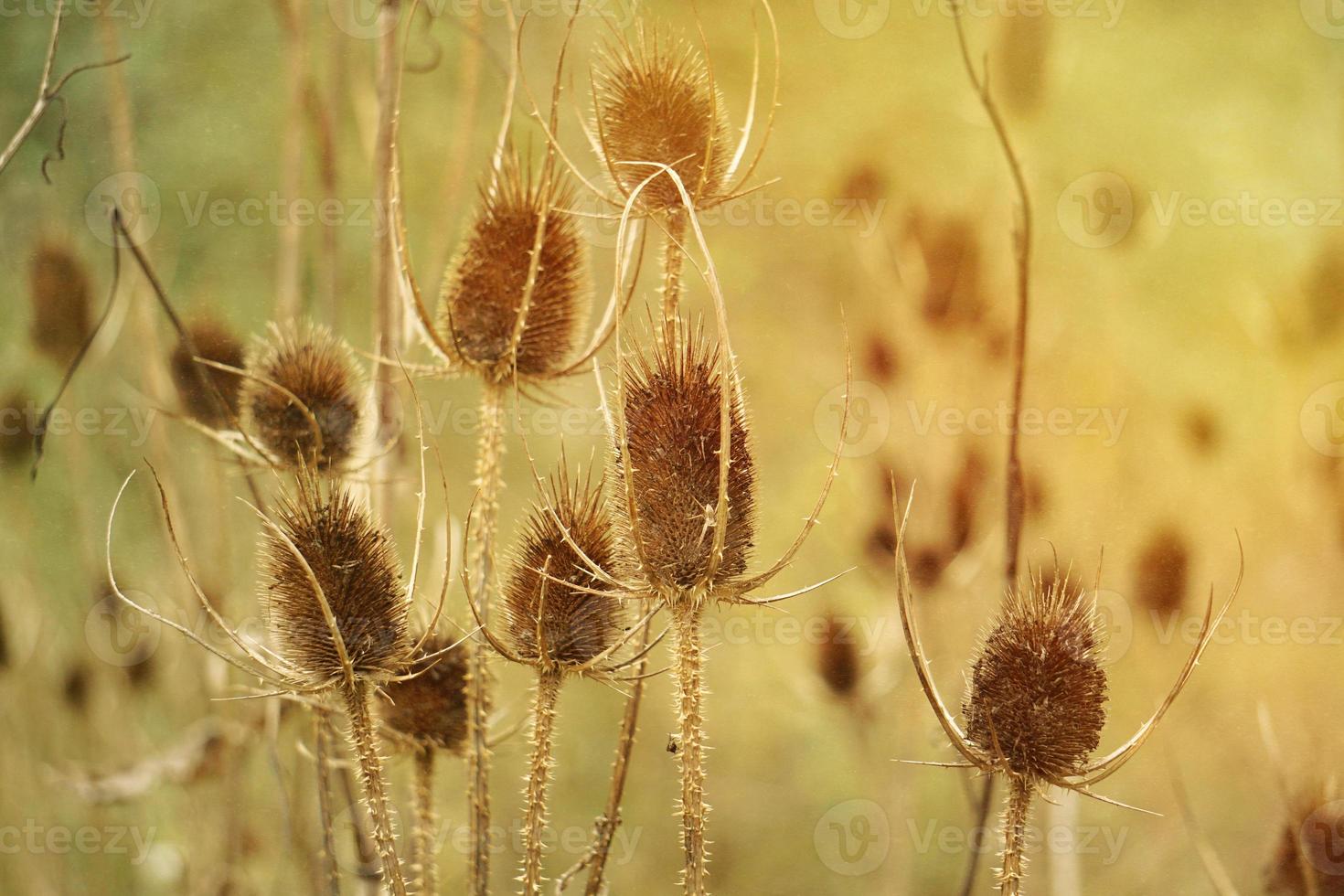 chardon dans la nature en automne photo