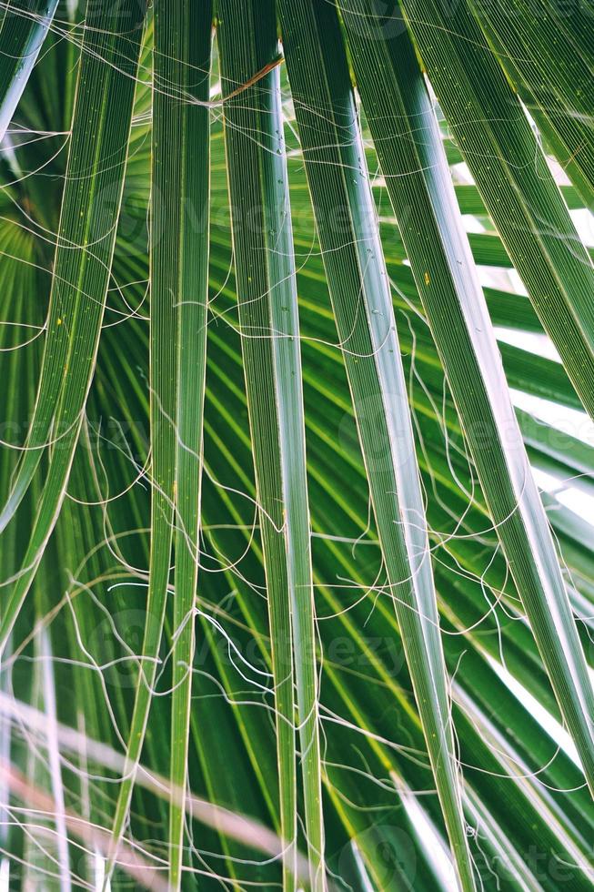feuilles de palmier vert au printemps photo
