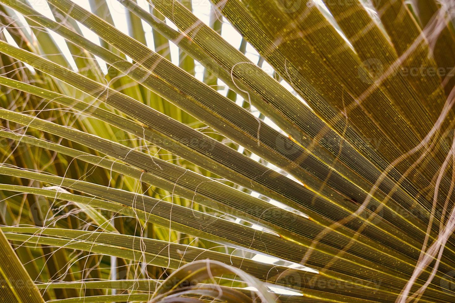 feuilles de palmier vert au printemps photo