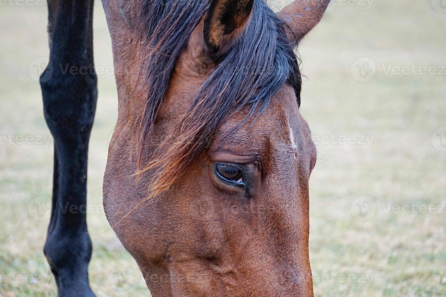 beau portrait de cheval brun photo