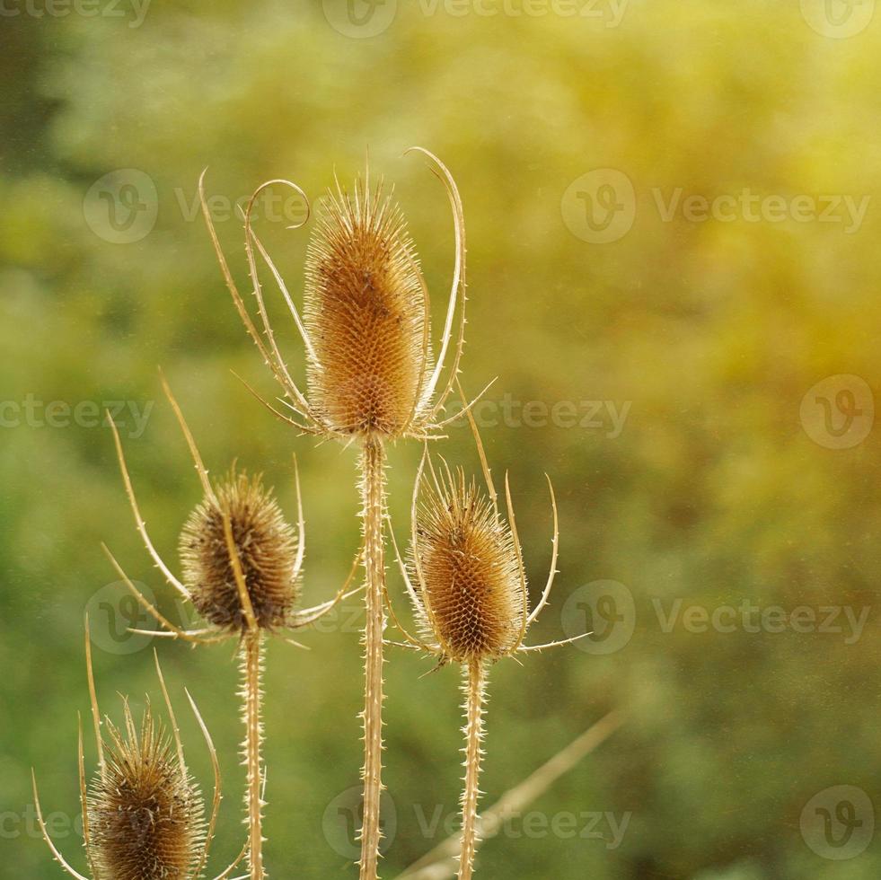 chardon dans la nature en automne photo