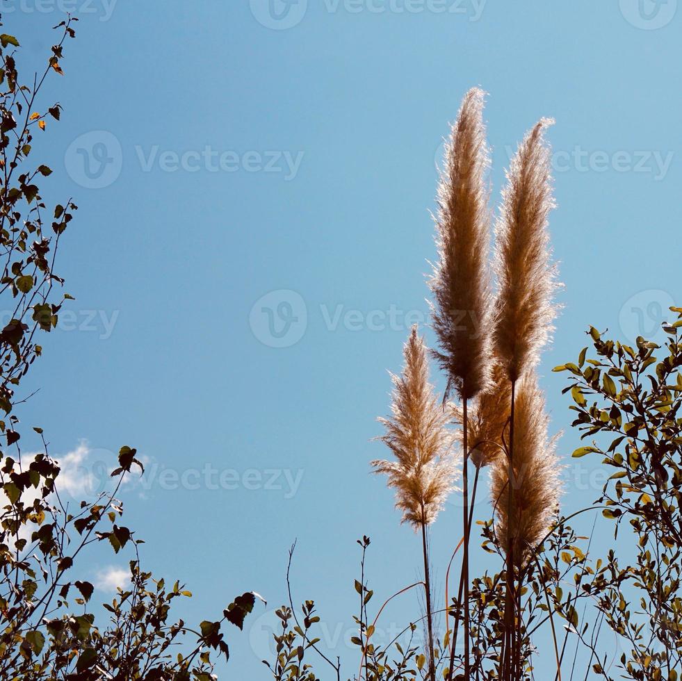 plantes à fleurs blanches dans la nature photo