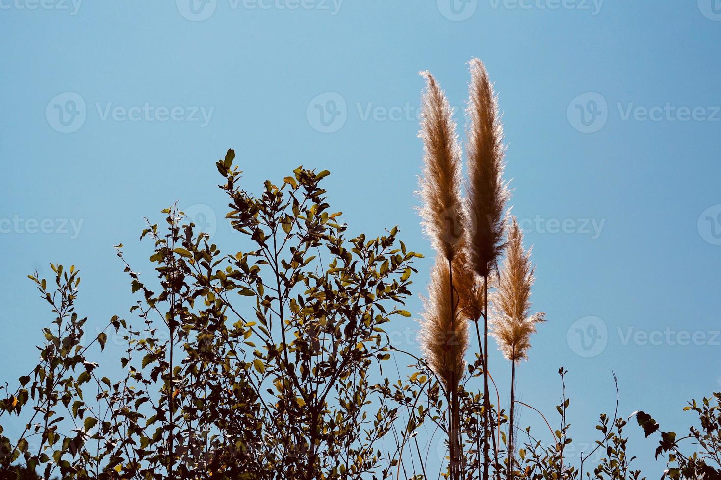 plantes à fleurs blanches dans la nature photo