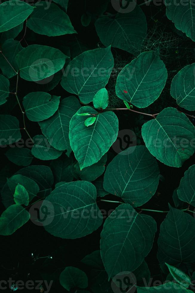 feuilles de plantes vertes au printemps photo