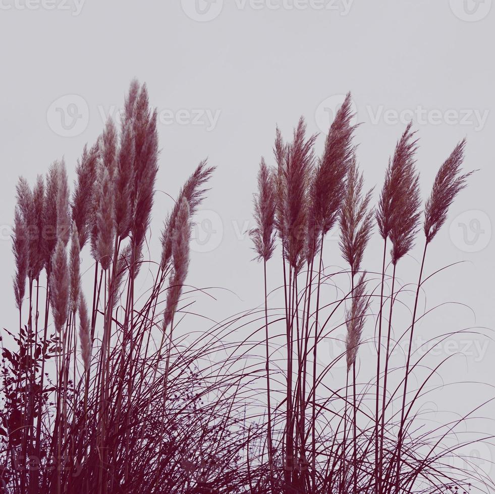 silhouette de plantes à fleurs blanches photo