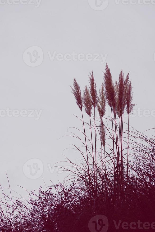 silhouette de plantes à fleurs blanches photo