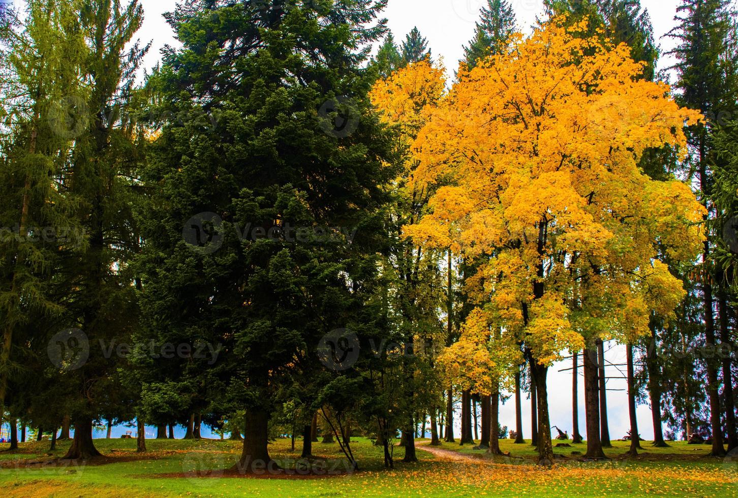 arbres d'or et verts photo