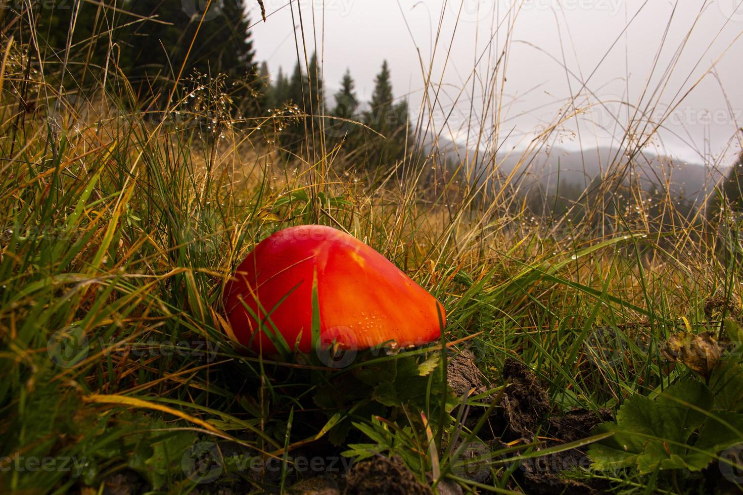 champignon rouge dans un champ photo