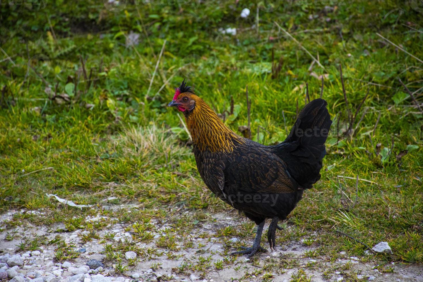 poule dans un champ photo