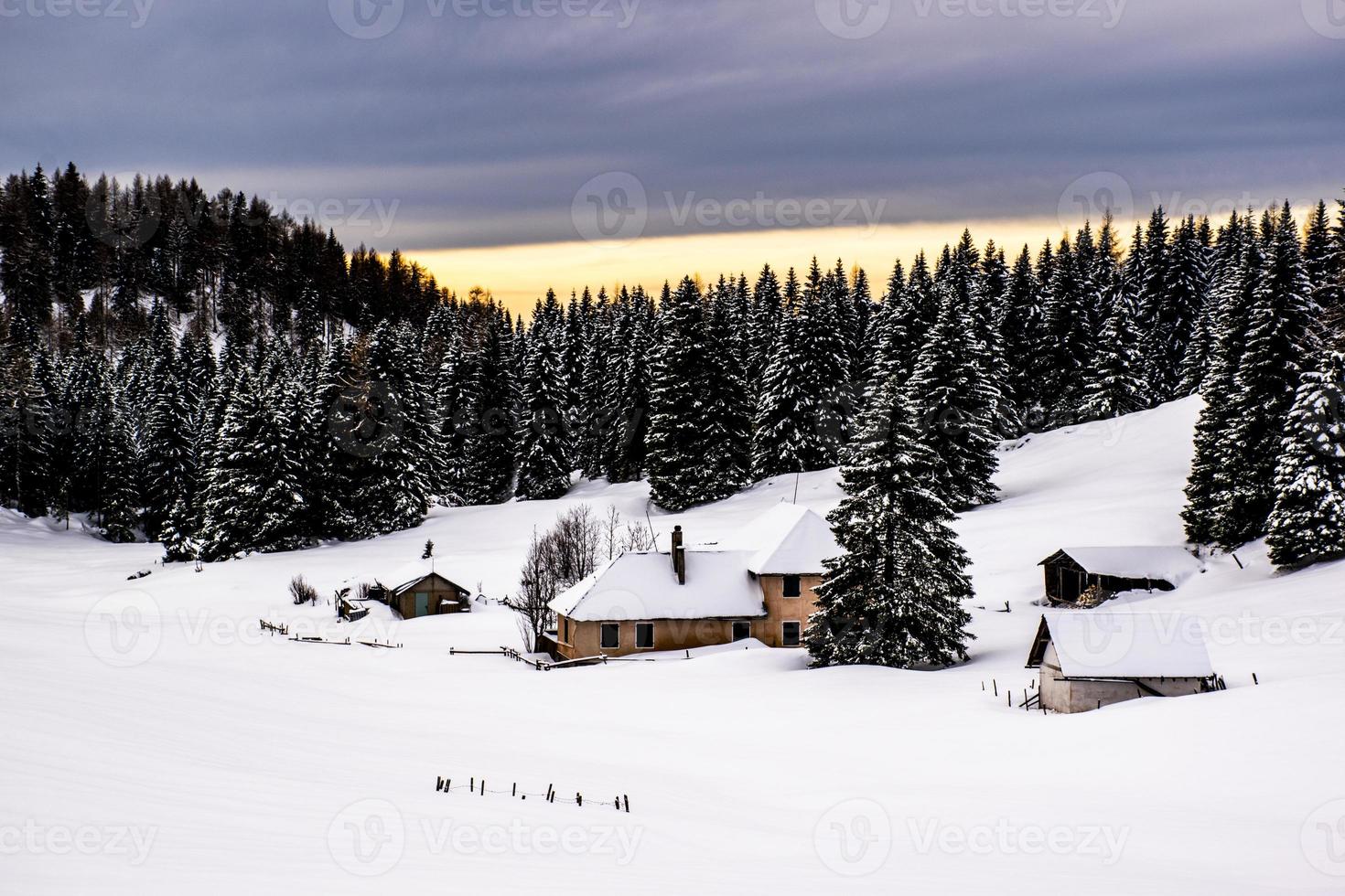 cabane parmi les pins photo