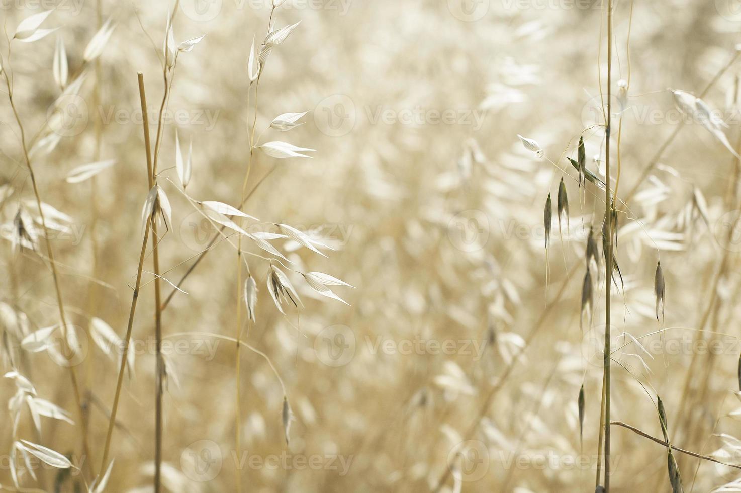 beau fond d'herbe sèche apaisante avec motif naturel sans couture photo