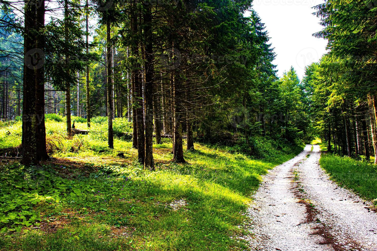 route à travers une forêt de pins photo