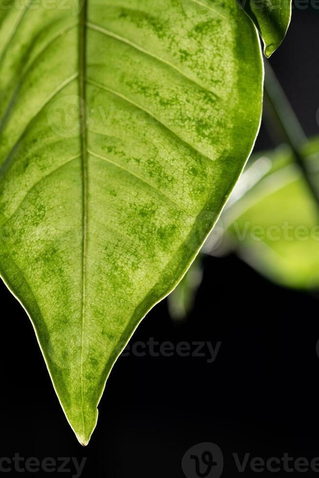 le feuille de le maison plante est fermer. photo