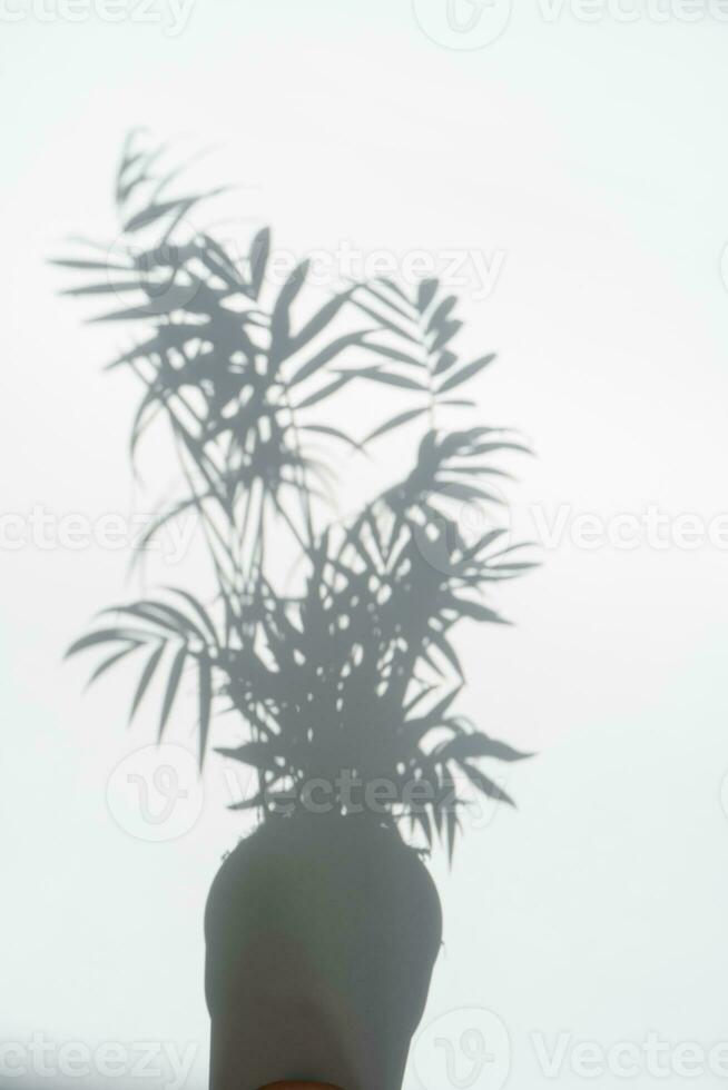 le ombre de une plante dans une fleur pot. photo