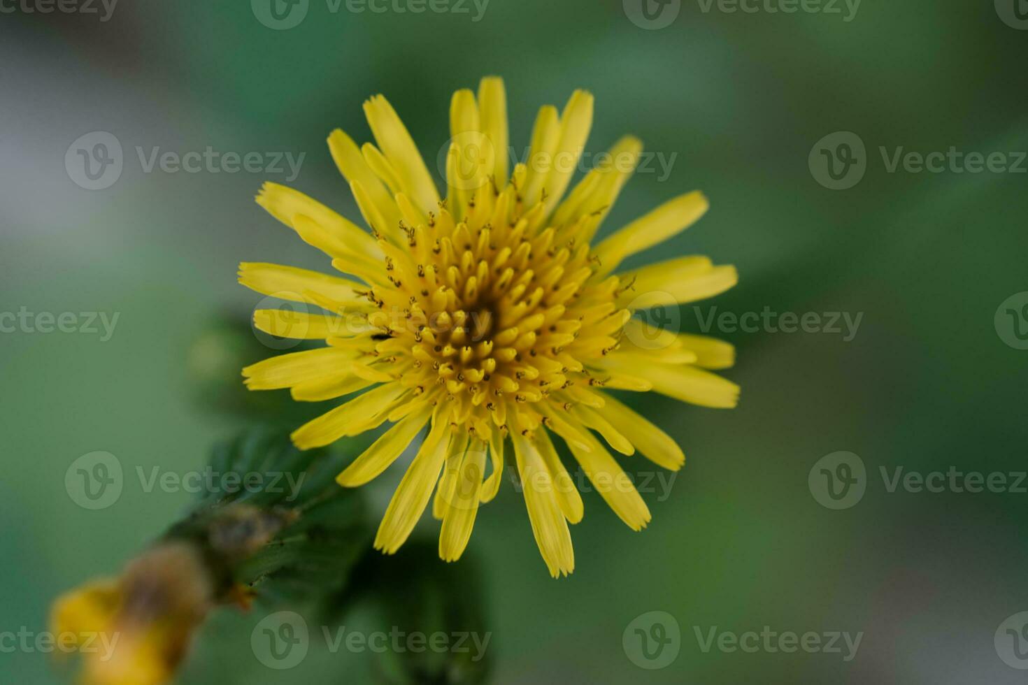 une brillant Jaune pissenlit sur une vert floue Contexte dans la nature. photo