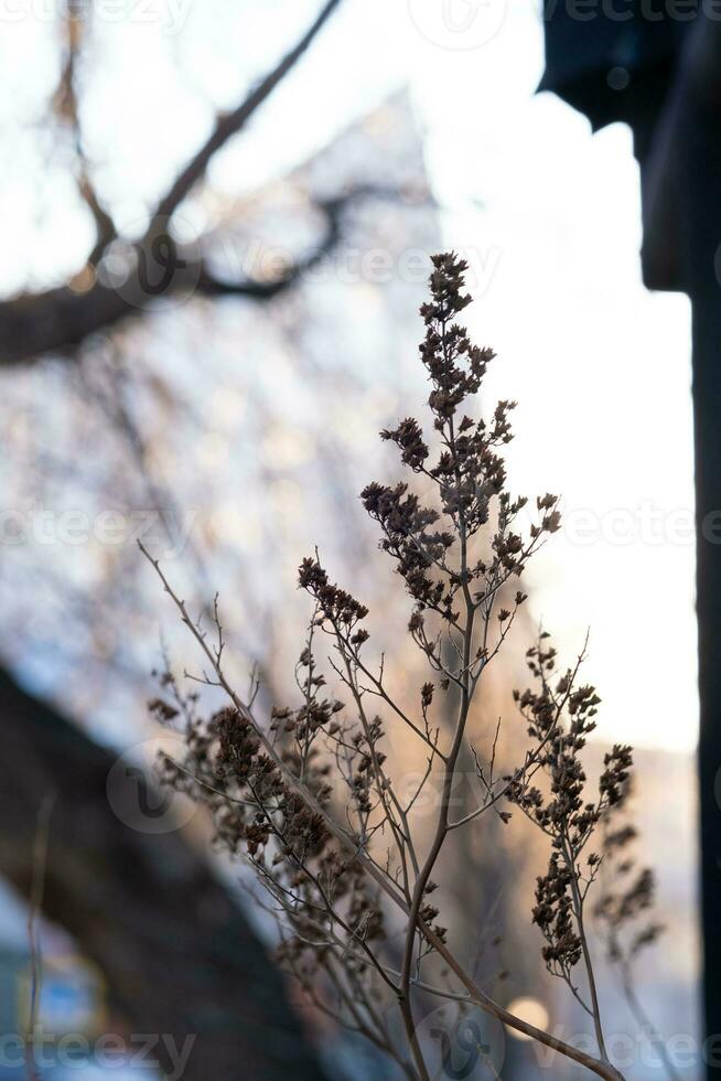 une sec plante sur le Contexte de le ville. photo