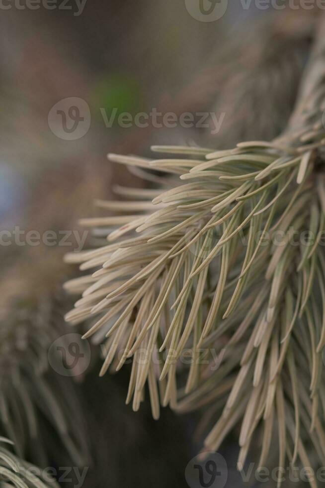 jauni flétri épicéa branche fermer. une concept pour nettoyage une Noël arbre. photo