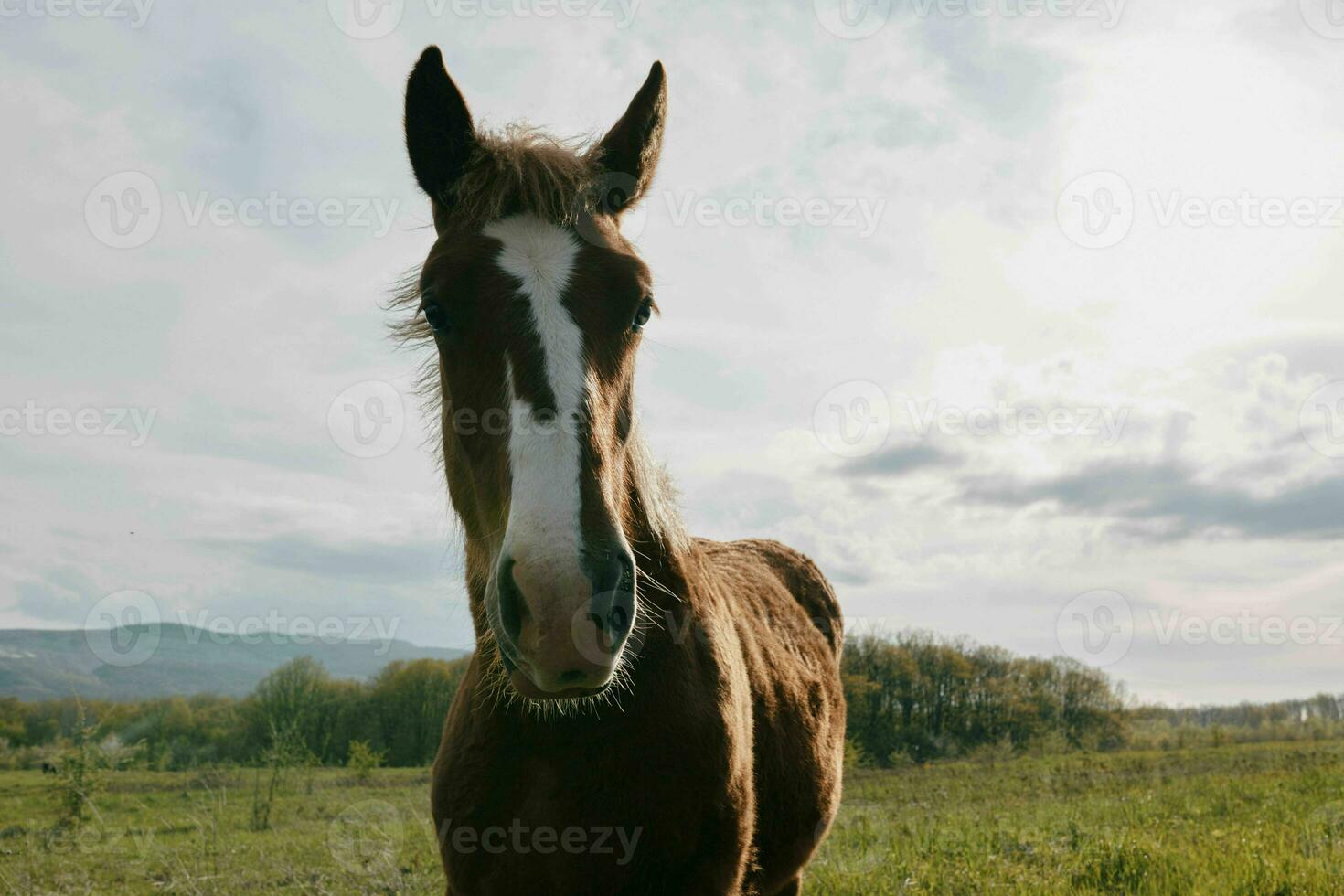 cheval dans le champ la nature en mangeant herbe paysage photo